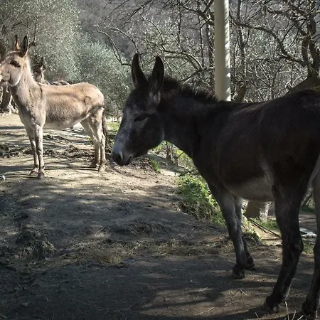 Lantgård A Ca Vegia Calice Ligure